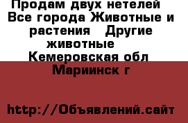 Продам двух нетелей - Все города Животные и растения » Другие животные   . Кемеровская обл.,Мариинск г.